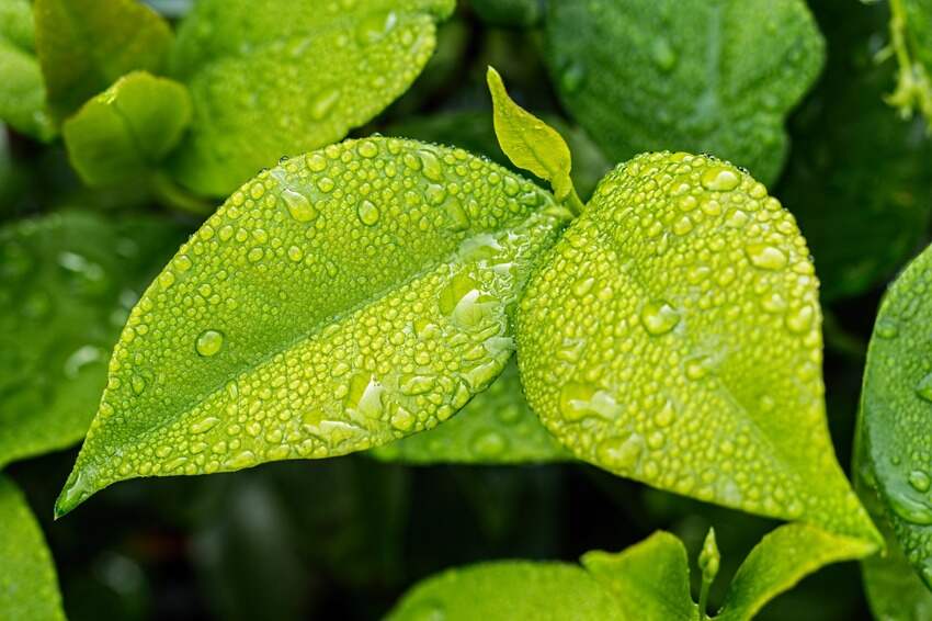 水城交警违章(六盘水市车辆过户的问题)