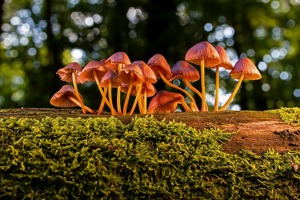 水果交易(蔬菜瓜果批发市场交易方式)