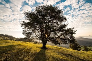 网上银行控件下载(苹果手机怎样下载民生银行安全控件)