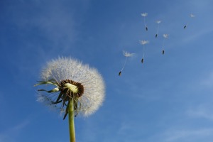 光电股份股票(中科院股票有几只)