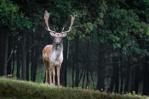 中旗股份(中旗股份何时上市)